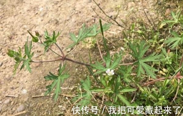草药|这种野草，以前常被当做杂草，殊不知，它是治疗风湿疼痛的良药！