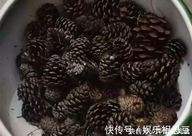 松塔|营养土不用买，2种“垃圾”丢盆里，养啥都旺，不怕板结很透气！