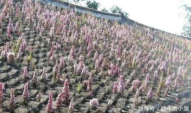 野草|长在石缝、屋顶的1野草,人称“太岁草”,房顶若有别拔,是福气