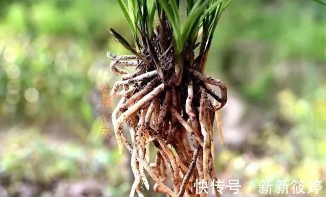 花盆|兰盆的土总是太湿怎么办？教你小技巧，把土壤调节到最佳状态