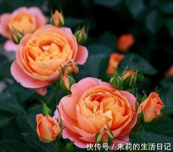 小阳台就养微月“四剑客”,只需养一盆,天天有花赏!