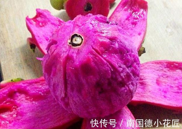 火龙果|吃剩的火龙果皮不要扔掉，有效解决多人的难言之隐，赶快来了解下