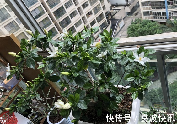 花友|3种植物是老酒鬼,一喝啤酒就疯长,根本不用施肥!