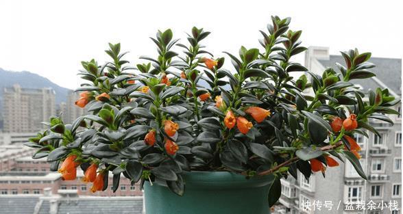 四季海棠|3种贵气花,好养又好看,寓意美好,值得拥有!