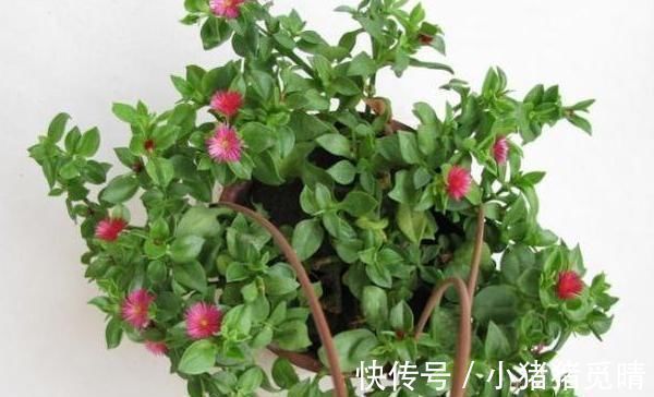 厨房里的小苏打用作养花,可搞定4点问题,让它们越长越旺