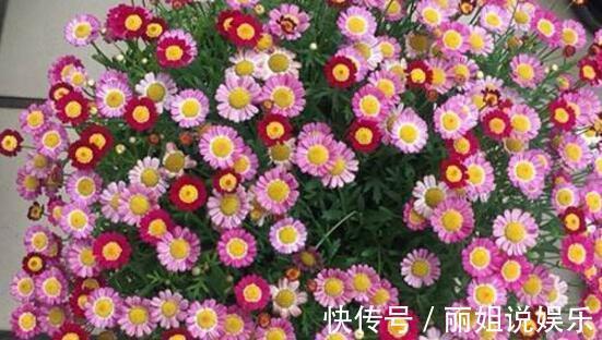 养花试试这几款,金灿灿,在客厅里摆放上一盆,有很好的装饰效果