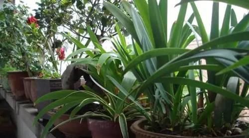 花卉|家家都有的1种垃圾,知道此个小技巧,土壤不板结,养啥花都旺