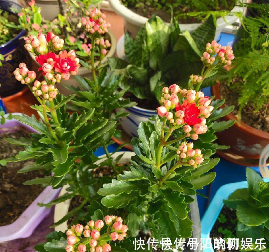 复合肥|6种漂亮花，都有“好寓意”，喜欢的话养一盆，吉祥又大气