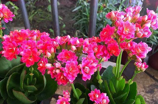 长寿花做好两个“关键点”，“花期”您来“掌控”，想让开就开！