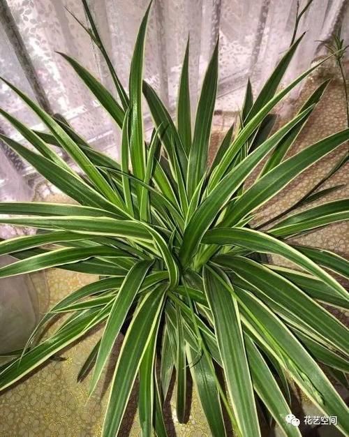 这三种花太好养，没事多喷水，越长越好，爆盆开花一起来！