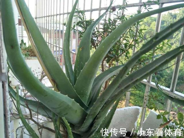 叶子|10种花要控水,天热反而不能浇,一浇水就死