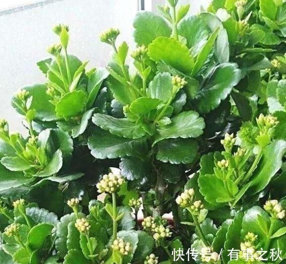 长寿花|养长寿花,左右剪一刀,打开“开花开关”,花量多一倍,爆成花球