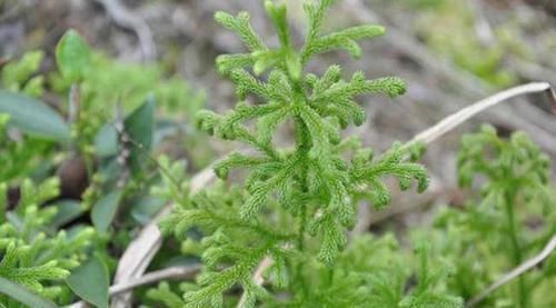 浑身关节酸痛无力多摘一种野草煎汤喝,通血活络,消肿止痛