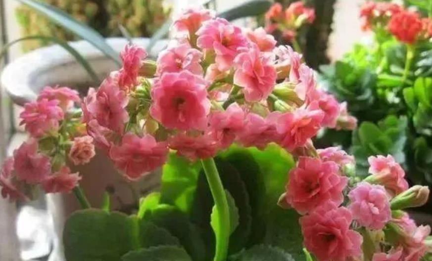 虎皮兰|中秋过后，3种花进入生长快车道，少浇水多晒晒，开花一茬接一茬