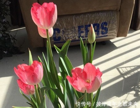 新手养花,不如养盆花中精品“紫雾凝霜”,高贵艳丽,美丽怡人