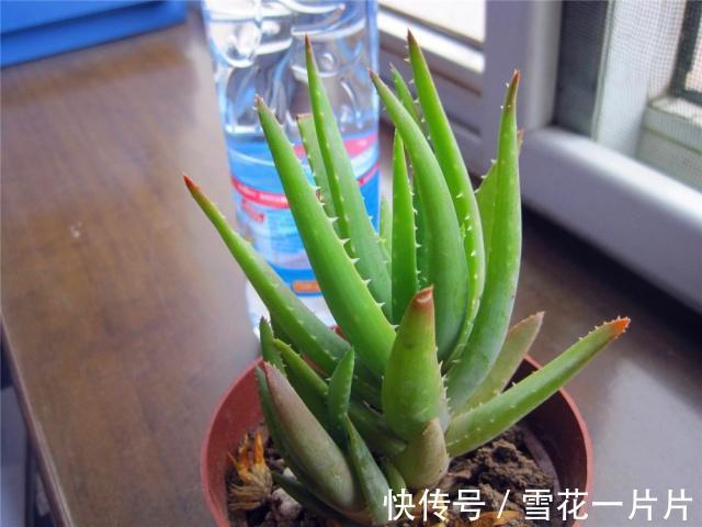 10个人有9个人不喜欢“4种花”,殊不知,都是除螨、杀菌“高手”