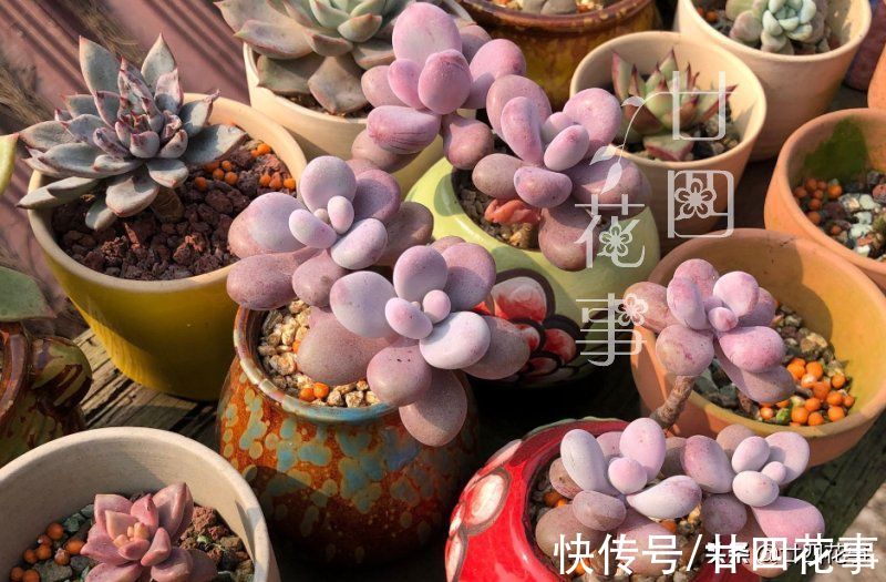 冤枉钱|9月买多肉植物，记住6个“不要”，少花冤枉钱，最后1条扎心