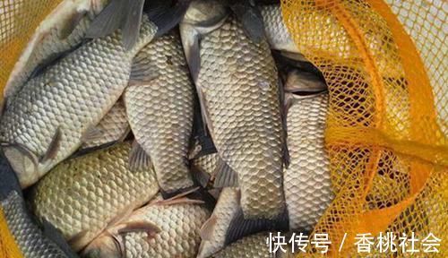 小雪节气过后钓大鲫鱼,七星漂还可以这样搭配,钓深远也没问题!