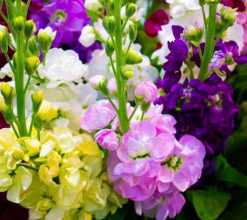 4种花超漂亮,个个美出状态,家里养一盆,招财又纳福!