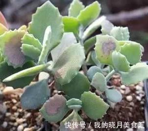 论怎样为变丑的多肉植物整容