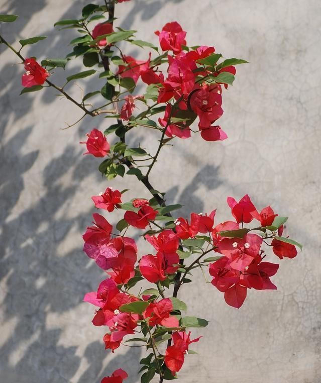 5种花开完后,剪下的枝条不要扔,活性高适合扦插,一插一大盆