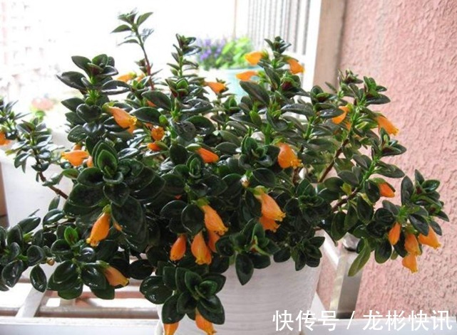 4种容易爆盆的花，吊起来养更合适，开花非常美