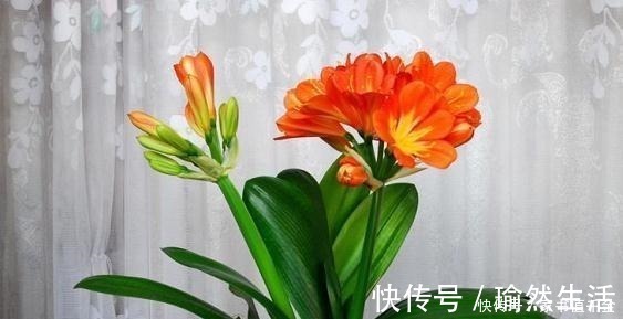 花卉|爷爷养君子兰，把“它”垫在盆底，冒出“6个花苞”，叶片油绿！