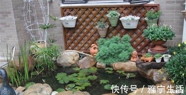 鱼池|有庭院的人都开始造景观鱼池了美哭了,回家也要挖一个