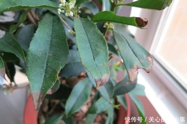 桂花掉叶子,问题出在根上,现在是最佳“挽救”时间,别错过!
