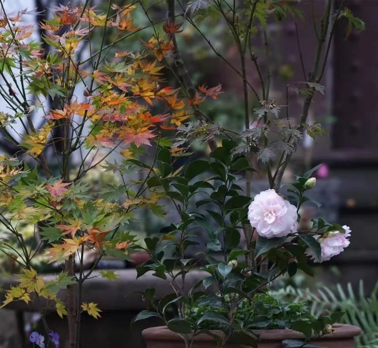 很多人觉得盆栽茶花难养，没法开花，多做2步，迎刃而解