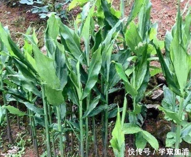 农村|农村这种草,被称为“小人参”,浑身是宝却常被人当野草!