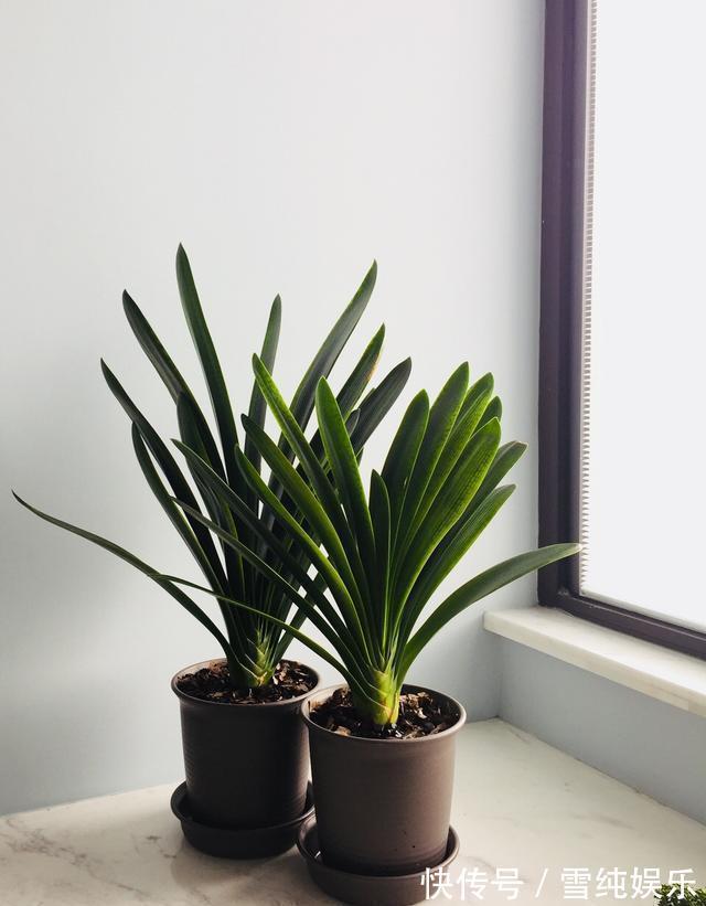 磷酸二氢钾|入冬以后,君子兰、长寿花来点催花剂,花开多1倍,别忽视