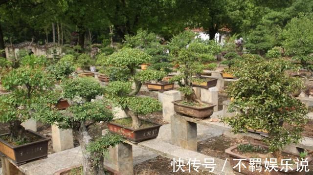 盆景|养花大神都会的一个“细节”，盆景养护，摘叶很重要，你会吗