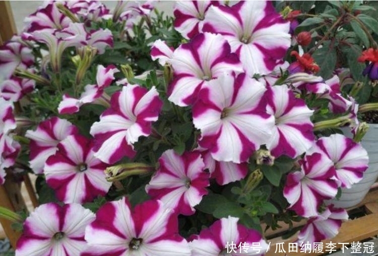 养花就养4种花,家里养一盆,花量大,易爆盆,花开满盆