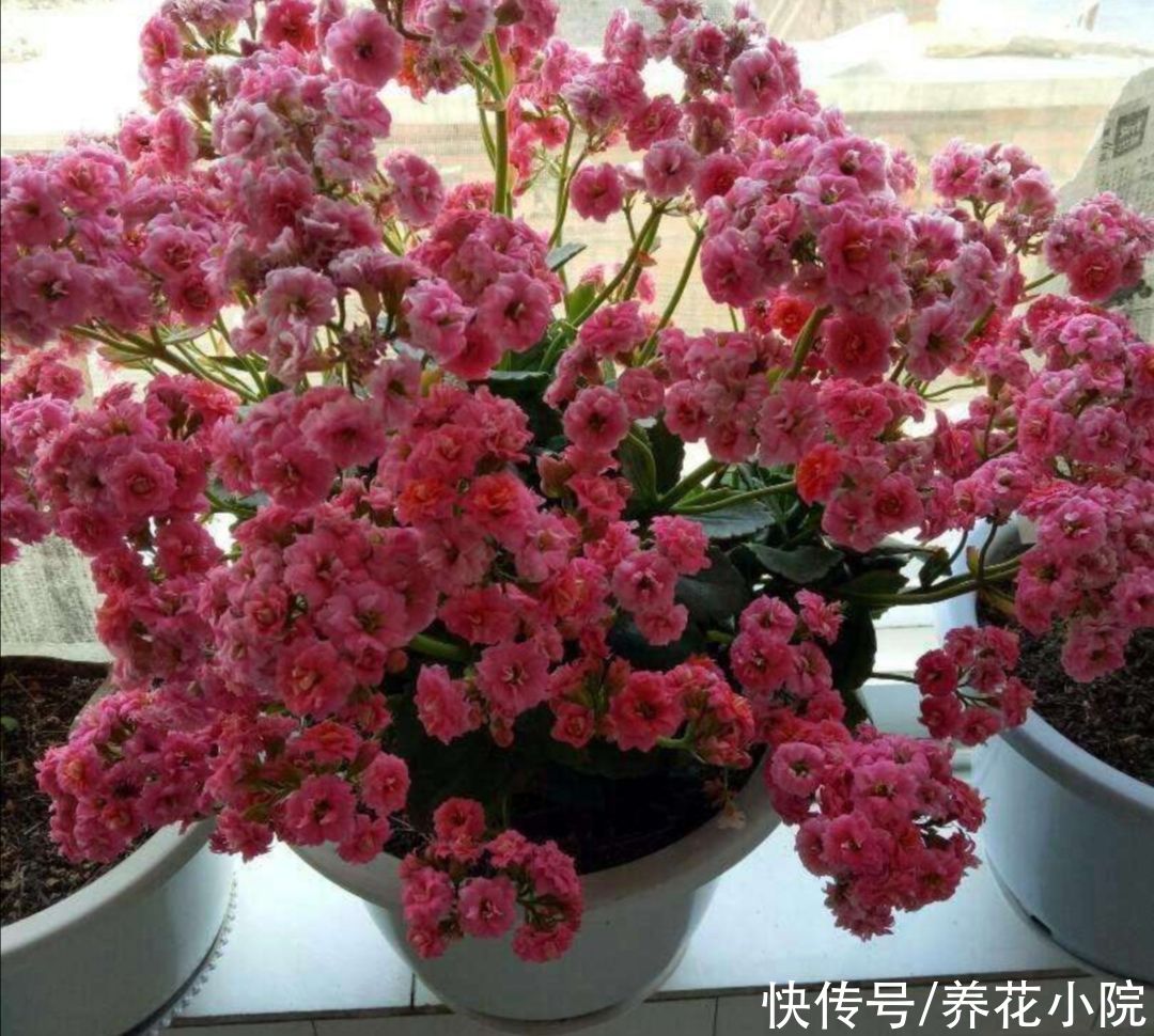  磷酸二氢钾|养长寿花，花盆里放3种“小东西”，花苞长满枝头