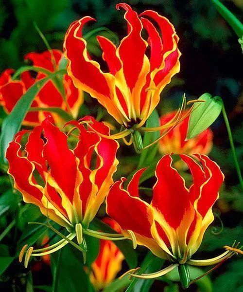 太太太漂亮了，绝对没有见过，发到群里，朋友们会爱死你的！