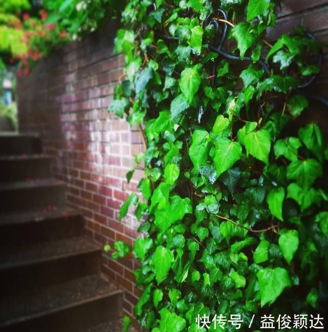 植物|卫生间“神器”,养这“3种”植物,杀菌、吸臭,再也不担心臭味啦