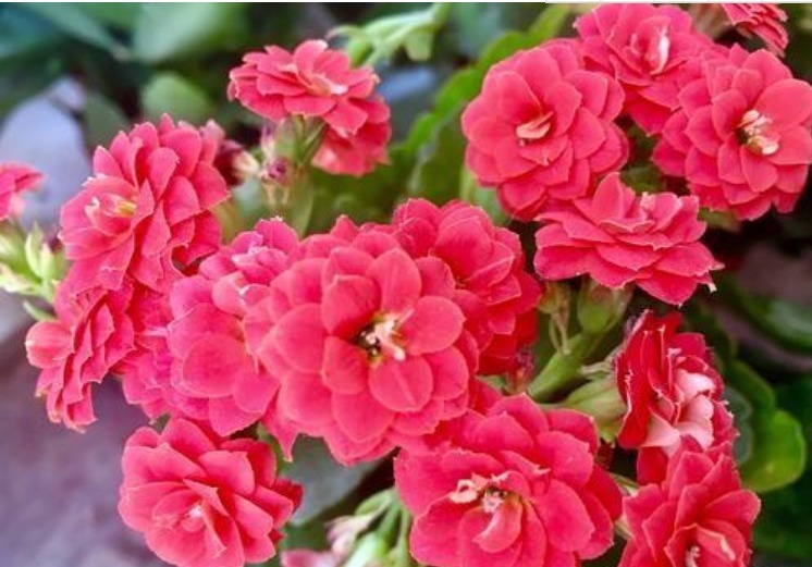 盆底|3种“垃圾”垫盆底,不黄叶烂根,1年四季叶子油绿,花开爆盆!