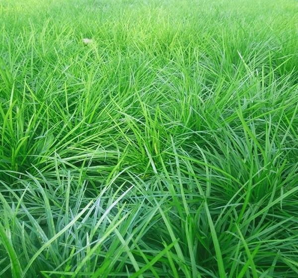 酢浆草|养花试试这几款,紫色小花,非常的雅致优美