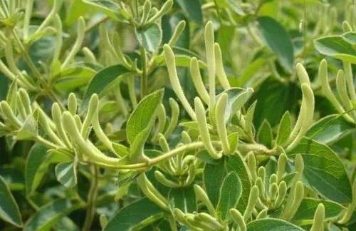 食物|高血压遇到了”死对头“！”这些食物“坚持常吃，血压一降一个准