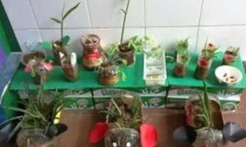 改造|还在用花盆种花不如改造一下塑料瓶,省钱实用又好看