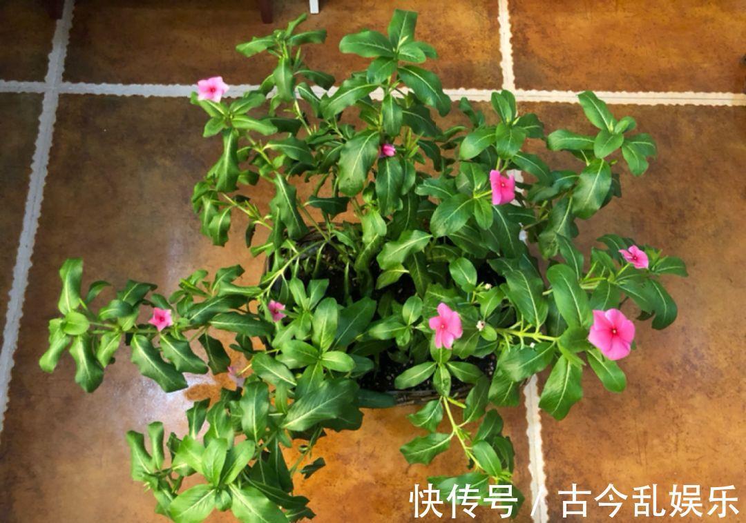 养花技巧:8种情况不能施肥,跟毒药一样,浇完花就玩完了