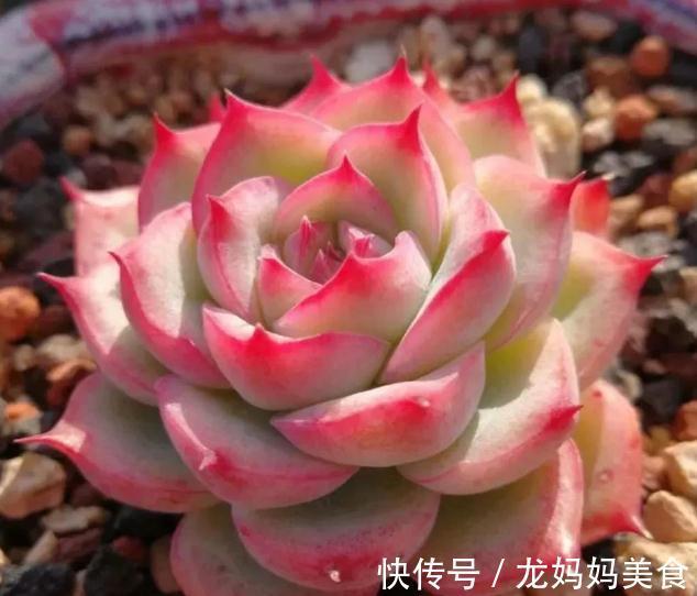 秋天怎么把多肉养得又肥又美？掌握3个方法，叶片饱满又肥厚