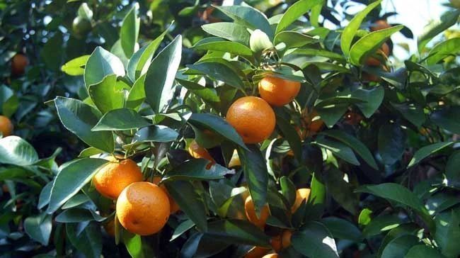 砂糖|一直广受大家喜爱的砂糖橘,市场为何出现低迷