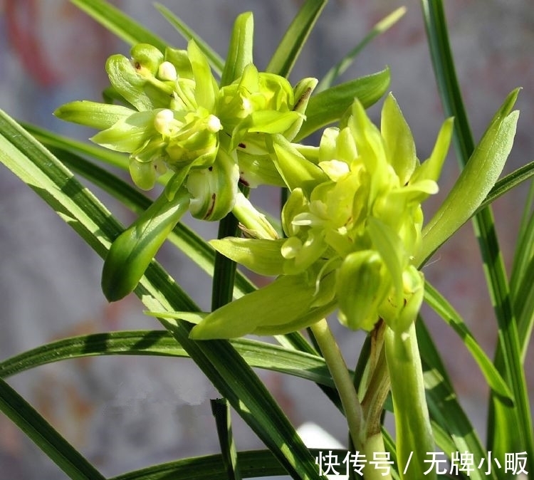 十大奇花|此兰花是“十大奇花”之首，花型奇特，曾千金一苗，现物美价廉