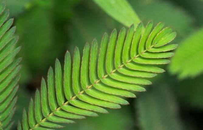 家里常见的7种有毒花草,养护需小心,摆放有讲究