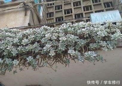 致敬张阿婆,一养十八年,宝石花盆栽成了“墙栽”,胜过九成老桩!