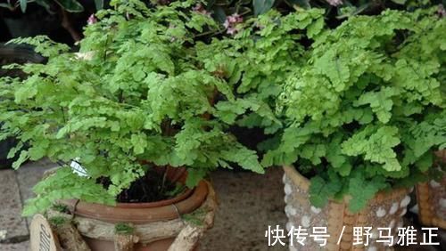 这“4种”绿植，最能吸甲醛、二手烟，家里养一盆，健康更长寿！