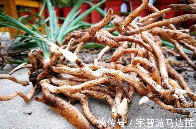 兰花分株的正确方法有哪些?新手兰友速成技巧,简单又实用