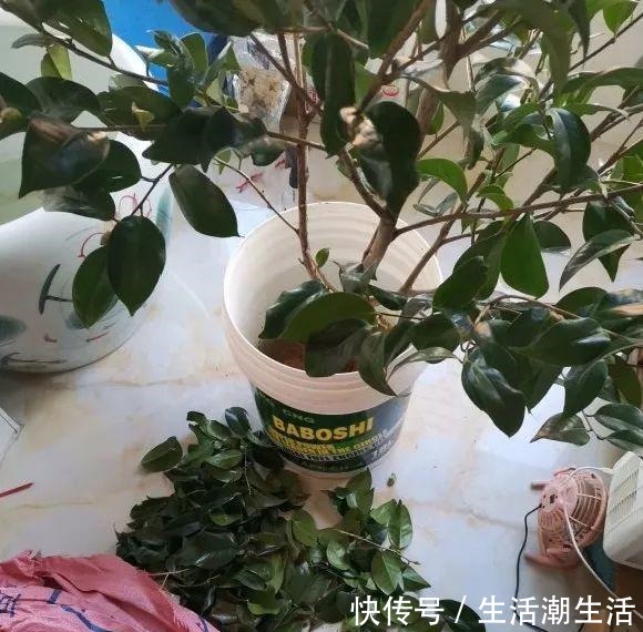 50年的桂花树,卖了5万块钱,大家觉得值吗!